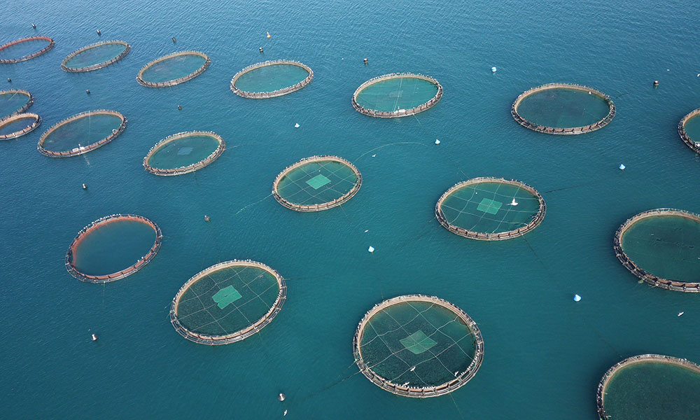 Aquaculture farm from above